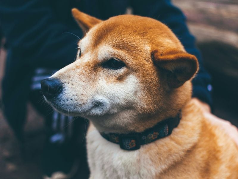 Dogecoin Appears Headed for a 'Golden Cross'