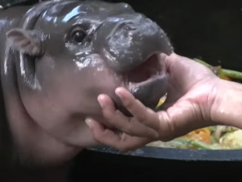 Crypto Inspired by 'Moo Deng' Zooms to $100M as Hippo Meme Takes Over Internet