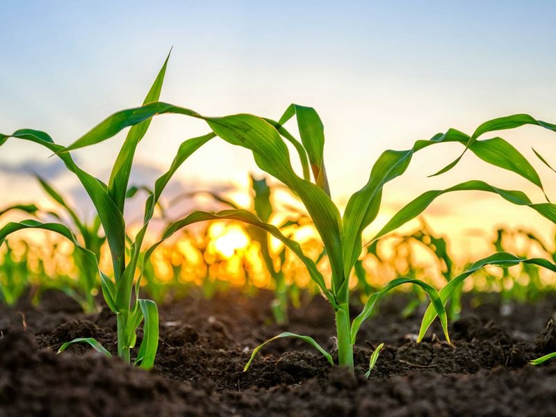 Tether's $100M Investment in LatAm Agriculture Firm May Be a Tokenization Play