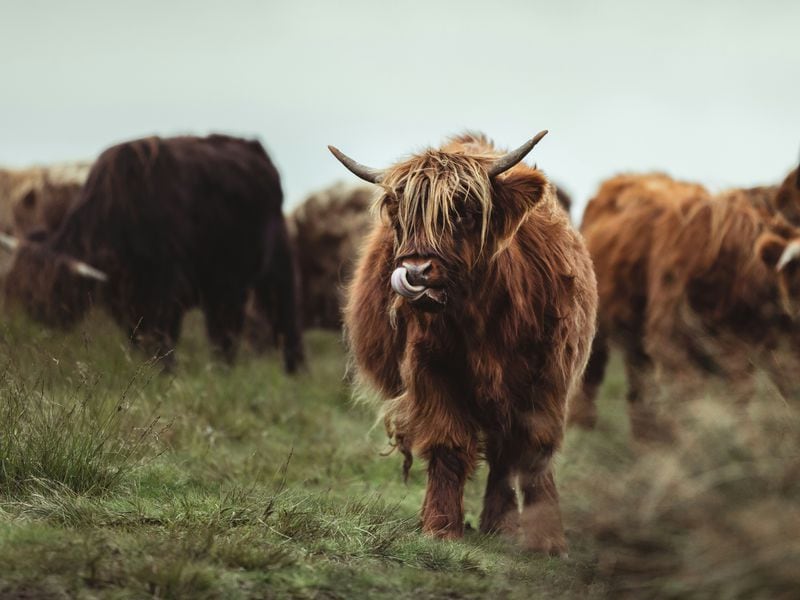 Bitcoin's (BTC) Bullish Momentum Should Continue Into the U.S. Presidential Election and Afterwards