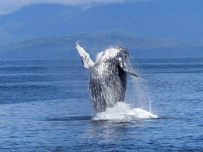 Number of Bitcoin Whales Holding At least 1K BTC Jumps to Highest Since January 2021