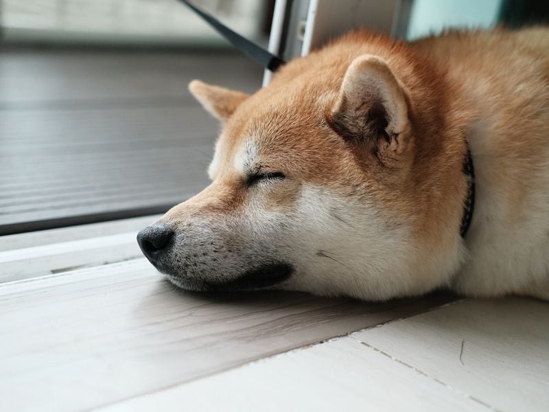 Dogecoin Rallies, Bitcoin ETFs Bleed Ahead of U.S. Elections