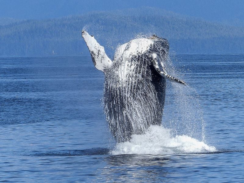 Humpy the Whale Cost Crypto Exchange FTX, Alameda Research $1 Billion in Losses, Lawsuit Alleges