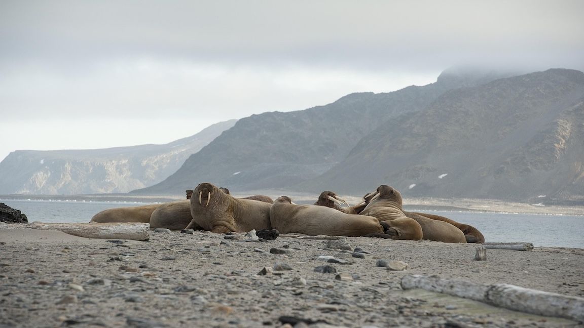 Data Storage Protocol Walrus Sells $140M of Tokens Ahead of Mainnet Launch