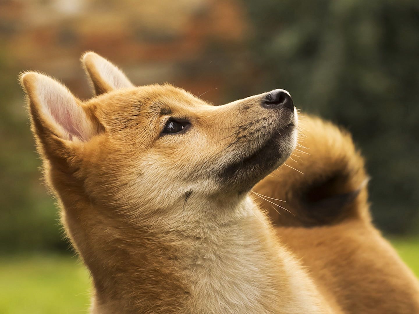 DOGE Mining Firm Z Squared Will Go Public Through Merger
