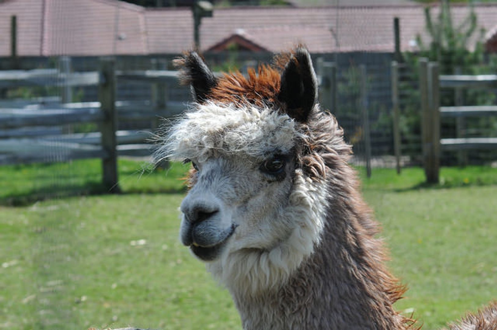 Alpaca Finance, Leveraged Yield Giant on BNB Chain, Will Shut Down