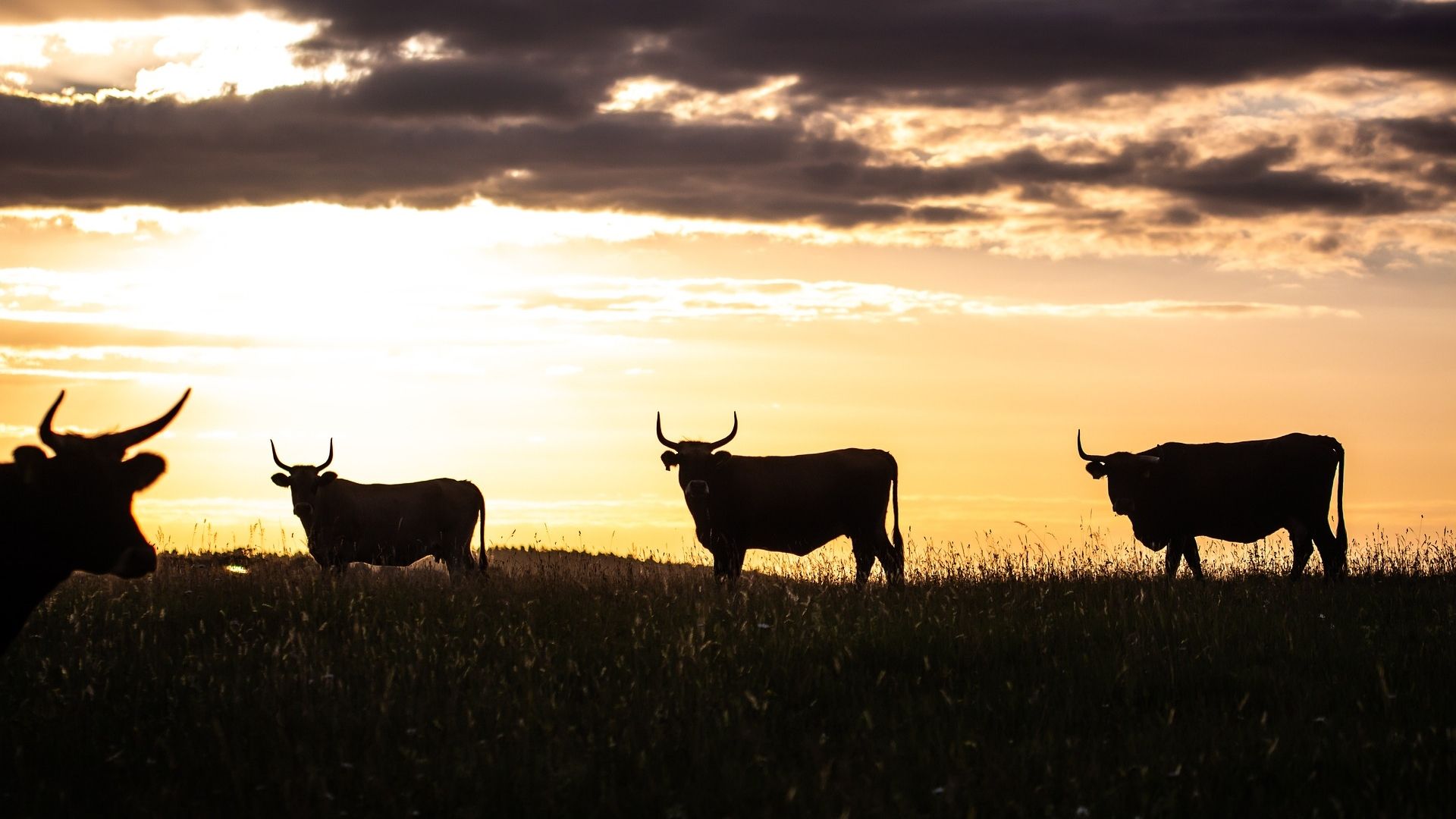 BTC Market Cap Tops $2.2T as Derivatives, Sentiment Signal Pricing Upside