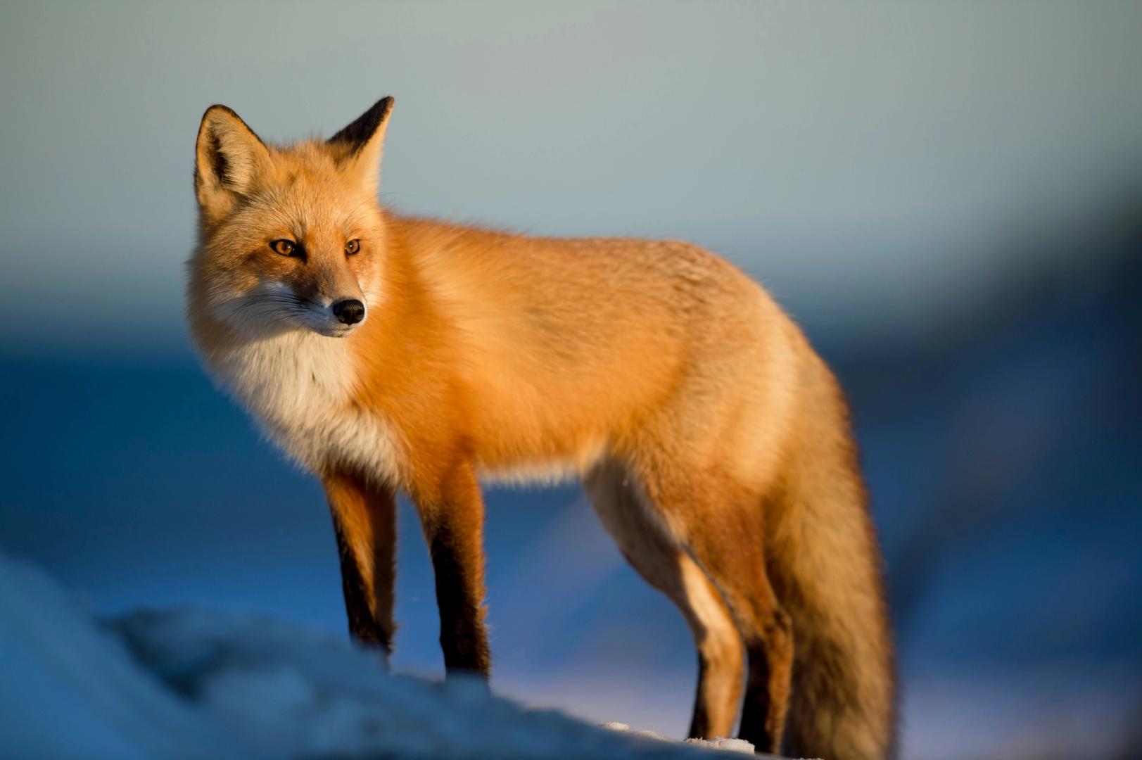 Ethereum Wallet MetaMask Adds Stablecoin Yield With DeFi Giant Aave